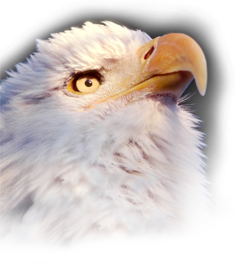 American Bald Eagle